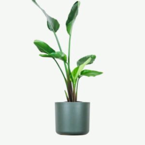 plants ecommerce product featured img 4 plants ecommerce product featured img 4